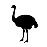 Ostrich silhouette